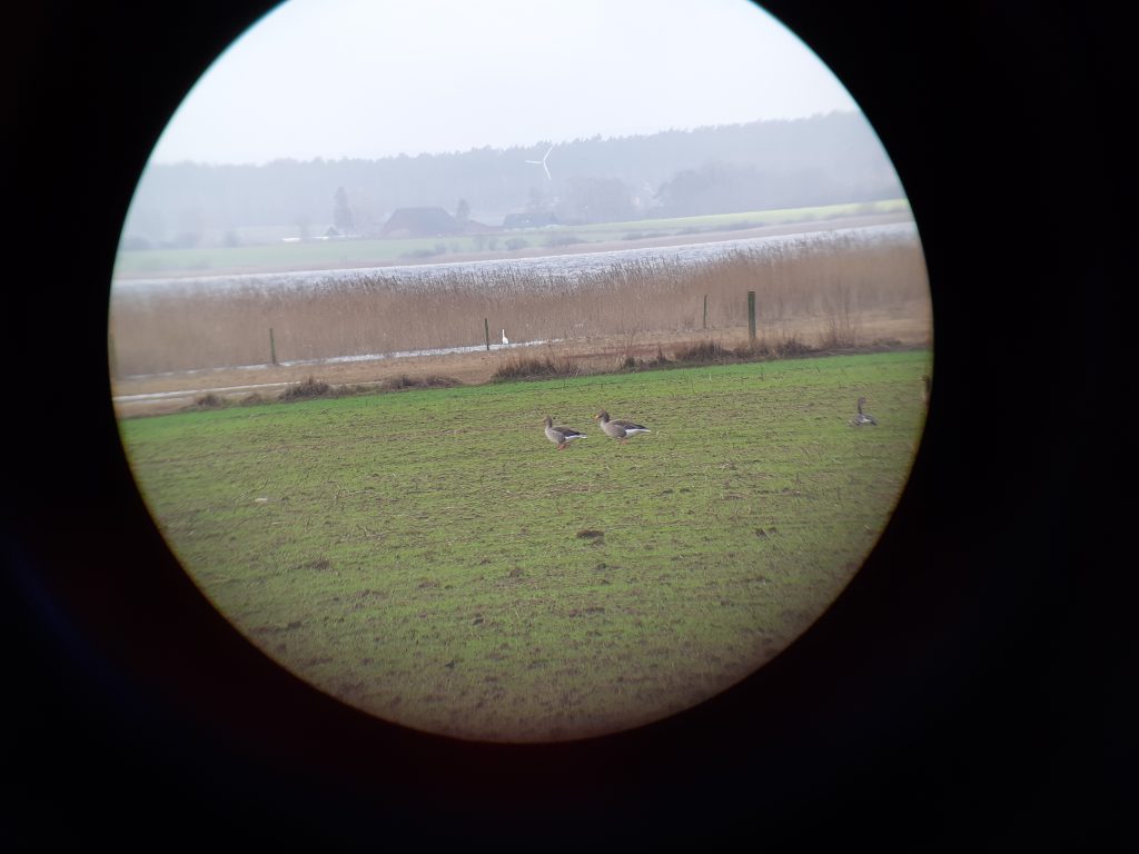 Gees on field